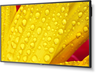 Thumbnail image of Sharp/NEC M651-2 Display