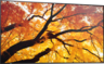 Imagem em miniatura de Monitor Sharp MultiSync M552