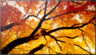 Imagem em miniatura de Monitor Sharp MultiSync M552